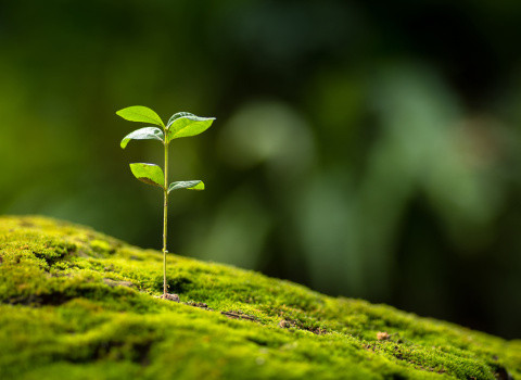 les valeurs écologiques de l’agence de communication le patio numérique